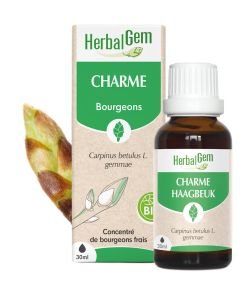 Charme (Carpinus betulus) bourgeon
